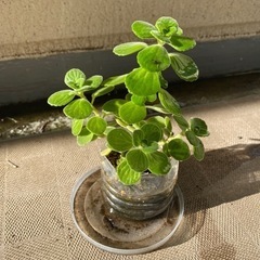 多肉植物　アロマティカス　一苗￥100