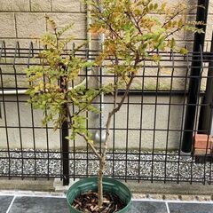 鉢植え　葉山椒