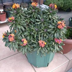 エリシマム　スプリングパーティー３株植え込んである鉢植えの画像