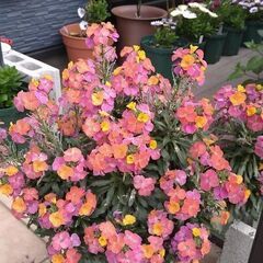 エリシマム　スプリングパーティー３株植え込んである鉢植えの画像