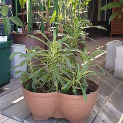 エリシマム　スプリングパーティー３株植え込んである鉢植えの画像