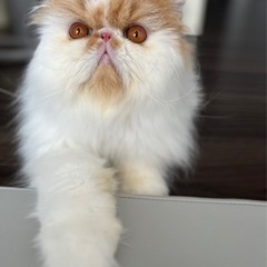 【募集一時停止します】エキゾチックロングヘア　男の子　1歳7ヶ月