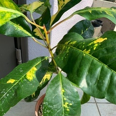 植物大好き