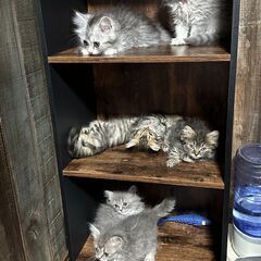 実質時給1300円〜 iPhone等での猫の撮影や画像編集、SNS投稿、パソコン作業他、一日一時間〜の時間、曜日応相談の画像