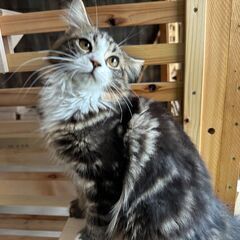 実質時給1300円〜 iPhone等での猫の撮影や画像編集、SNS投稿、パソコン作業他、一日一時間〜の時間、曜日応相談の画像