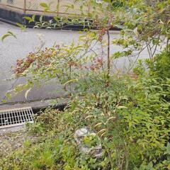 ●庭木●花●植木●バラ●薔薇●根本からどうぞ！●の画像