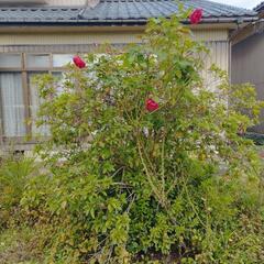 ●庭木●花●植木●バラ●薔薇●根本からどうぞ！●の画像
