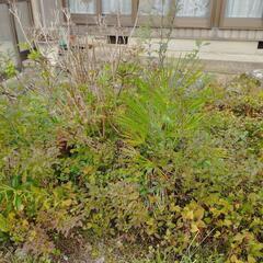 ●庭木●花●植木●バラ●薔薇●根本からどうぞ！●の画像