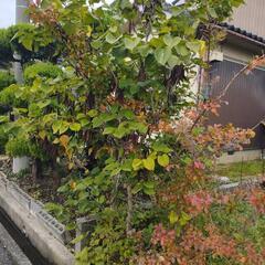 ●庭木●花●植木●バラ●薔薇●根本からどうぞ！●の画像