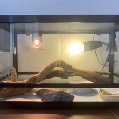 フトアゴヒゲトカゲ(ノーマル)ヤングアダルトサイズ