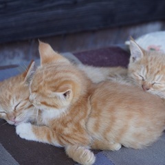 茶トラの子猫　３ヶ月　メス
