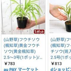 フウチソウ（風知草）の画像