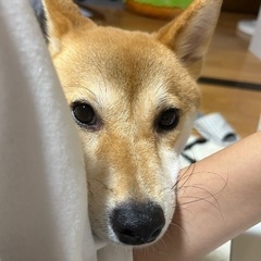 柴犬 2歳9ヶ月 女の子 やさしい里親さんを探しています - 小山市