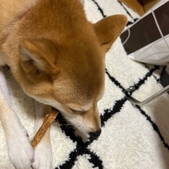 柴犬 2歳9ヶ月 女の子 やさしい里親さんを探しています - 犬