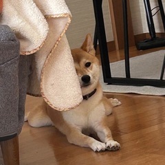 柴犬 2歳9ヶ月 女の子 やさしい里親さんを探しています - 里親募集