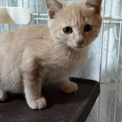3ヶ月くらいのメスの猫ちゃんです