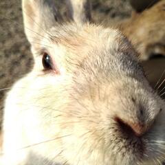 神戸動物王国に行かなきゃ