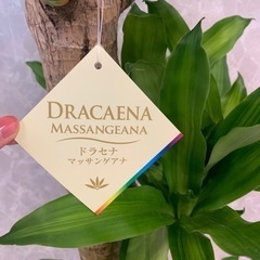 高さ120cm ドラセナマッサングアナ　幸福の木　8号　インテリア　観葉植物　常緑樹　植物の画像