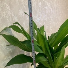 高さ120cm ドラセナマッサングアナ　幸福の木　8号　インテリア　観葉植物　常緑樹　植物の画像