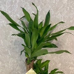 高さ120cm ドラセナマッサングアナ　幸福の木　8号　インテリア　観葉植物　常緑樹　植物の画像