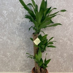 高さ120cm ドラセナマッサングアナ　幸福の木　8号　インテリア　観葉植物　常緑樹　植物の画像