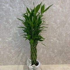 ドラセナサンデリアーナ　ラッキーバンブー　8号　植物