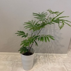 エバーフレッシュ　6号　観葉植物　インテリア　植物