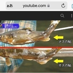 受付終了【九頭竜川　天然あゆ】メス一匹お買い上げごとに、オス一匹サービス。九頭竜中部漁協組合員直売キャンペーン　10/16のみの画像