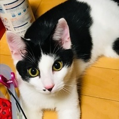 3兄弟の次男「かい」くんです❣️