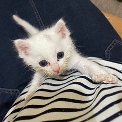 9/24前後に生まれた子猫です