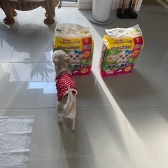 ☆ ワンちゃんおむつSSサイズ　2パック未開封　☆の画像