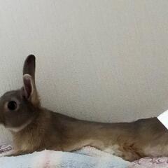 うさぎ