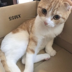 スコティッシュ 5歳