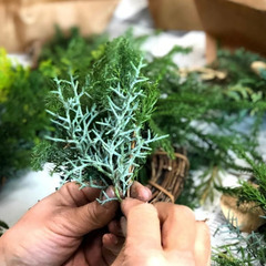 Workshop：コニファーのクリスマスリース【 2023年11月19日（日）/ 2023年11月23日（木祝）/ 2023年12月2日（土）】の画像