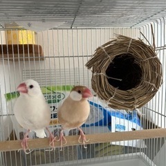 文鳥2匹