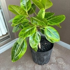 【決まりました】【大処分SALE】観葉植物 フィカス アルテシマ...