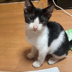 急募集🆘子猫2匹