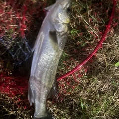 シーバス釣行仲間募集 - 千代田区
