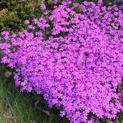 芝桜お譲りします　アスパラ畑で育ってしまいました