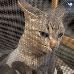 人懐っこい子猫ちゃんの里親募集 - 猫