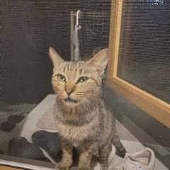 人懐っこい子猫ちゃんの里親募集 − 高知県
