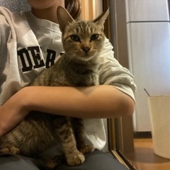 人懐っこい子猫ちゃんの里親募集 - 高岡郡