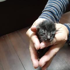 子猫(10/15保護)