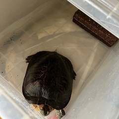 里親さがし【亀カメ🐢】
