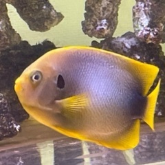 アフリカヌス　アズファー