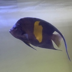 マクロスス