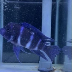 フロントーサワイルド13〜14㎝　熱帯魚　アフリカンシクリッド  水槽