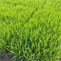 令和5年　新米　玄米30キロ