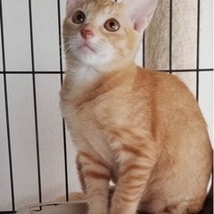 少しシャイなチャオくん
