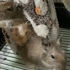 デグー3匹